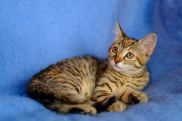 Adorable chaton calico de trois mois, couché sur la couverture bleu.