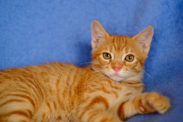 Adorable chaton roux de deux mois, couché sur la couverture bleu