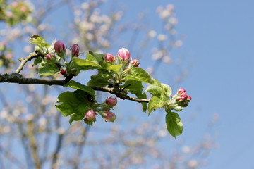 blooming Apple tree