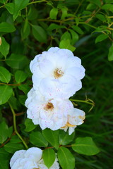 White rose. Nice flowers in the garden in midsummer, in a sunny day. Green landscape