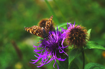 Schmetterling auf Distel Blume