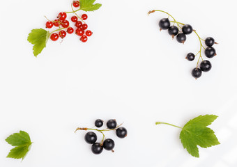 Black and red currant with leaves isolated. on white. Sprig of berries close-up