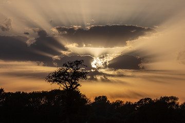 Silhouetted trees at sunset, with sunbeams shining through clouds