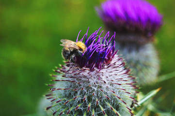 Hummel auf Distel Blume