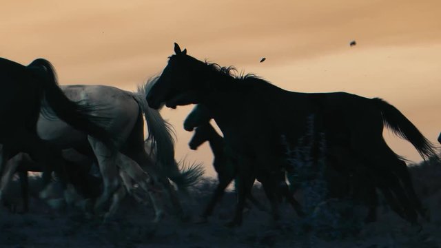 Herd of wild horses moving through the yellow hills, during pink sunset. Wild animals, wild places, running stallions