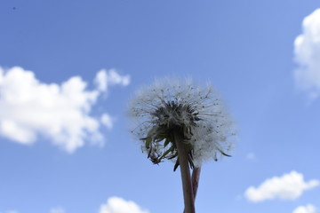 Dandelion 