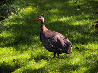 The common Guinea-fowl, Numida meleagris, a large dark gray birds in the grass. A bird from African forest-steppe.