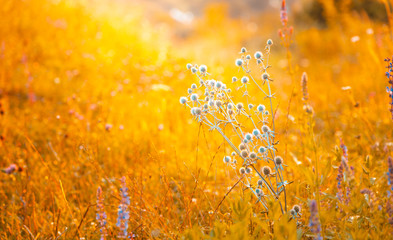 Warm sunrise light on a meadow during summer day