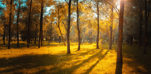 Panorama in the forest during sunset. Sun rays coming through the trees. Summer days in the forest