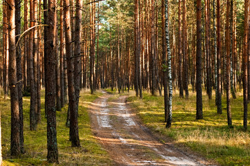 Obraz premium Forest landscape