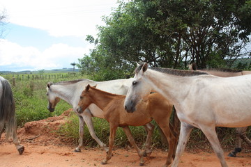 Obraz premium four animals