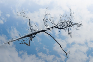 Dry wood in calm water with blue sky reflection