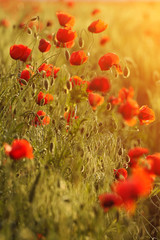 Naklejka premium poppies field background