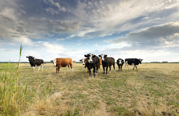cows herd on pasture over blue sky