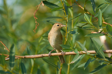 Blyth's reed warbler sits on a branch near the nest in a natural environment.