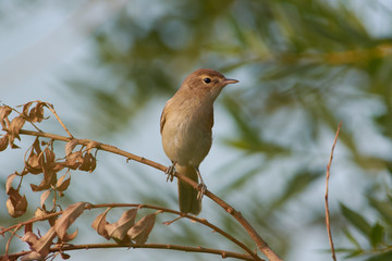 Blyth's reed warbler sits on a withered willow branch in the middle of the bushes.