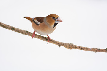 Hawfinch sits on a branch (isolated on white background).