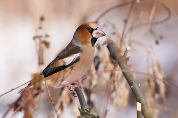 Hawfinch sits on a branch of willow in the midst of bushes and grass in a natural environment.