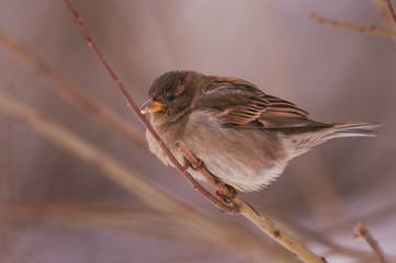 House sparrow sits on a maple tree in its natural habitat.
