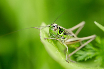 Grasshopper on the leaf of grass close up.