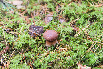 White mushroom in the forest on a background of green moss and leaves.