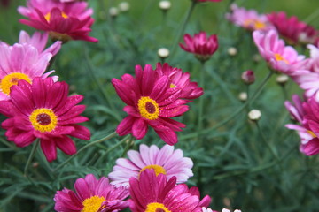 Margeriten pink rose Wiese
