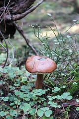 Fall mushroom in the forest on the green moss