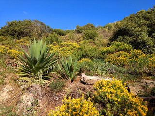 Vegetation der Algarve in Portugal