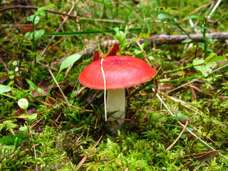 Mushroom with a red cap in green moss.