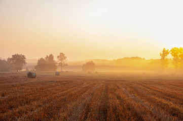 Morning field full of sun