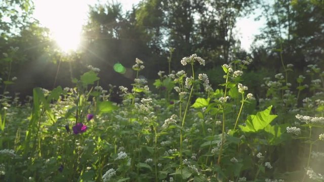 Fresh green spring forest with blooming white and purple wild flowers waving in the wind. With a sunflare. Slow Motion. Medium Wide.