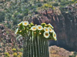 Saguaro Flowers at Roosevelt Lake