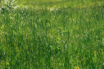 amazing beautiful green grass in sunny woodland in summer mountains