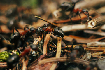 group of brown ants working hard on their nest in the woods in mountains