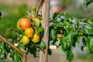 ripe apples at the trellis