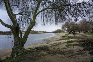 Fototapeta na wymiar Fallen trees on the banks of the river. river tejo in Salvaterra de Magos, Portugal.