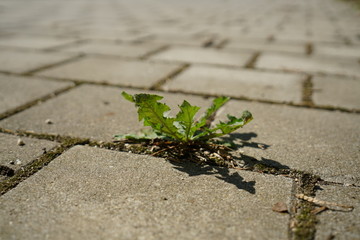 The extreme heat in Germany leads to enormous losses in the harvest of corn and corn in agriculture
