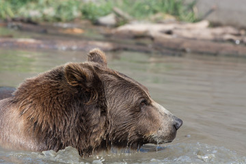 Alaskan grizzly bear (brown bear) swimming profile side view