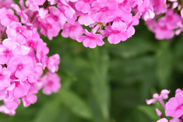 Gently purple flowers Phlox on a blurred green background. Postcard.