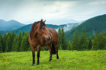 Fototapeta na wymiar Grazing horse at high-land pasture at Carpathian Mountains after rain. Picture of beautiful green pasture on a background of mountains.