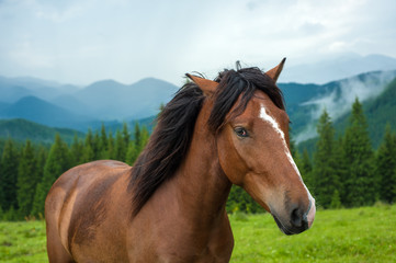 Fototapeta premium Grazing horse at high-land pasture at Carpathian Mountains after rain. Picture of beautiful green pasture on a background of mountains.