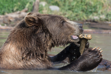 Alaskan grizzly bear (brown bear) swimming chewing on bone