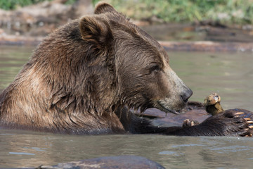 Alaskan grizzly bear (brown bear) swimming playing with bone