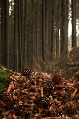 beautiful sunny forest with pine cones and stumps  in the spring mountains