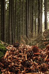 beautiful sunny forest with pine cones and stumps  in the spring mountains