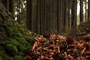beautiful sunny forest with pine cones and stumps  in the spring mountains - Powered by Adobe