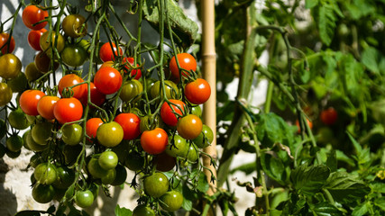 tomates cerises