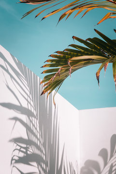 Palm tree leaves against turquoise sky and white wall. Pastel colors, creative colorful minimalism. Copy space for text, vertical