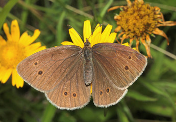 farfalla bruna (Aphantopus hyperantus)