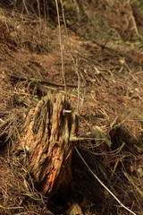beautiful sunny forest with pine cones and stumps  in the spring mountains